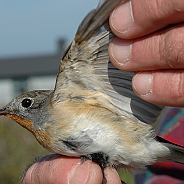 Mindre flugsnappare, Sundre 20100522